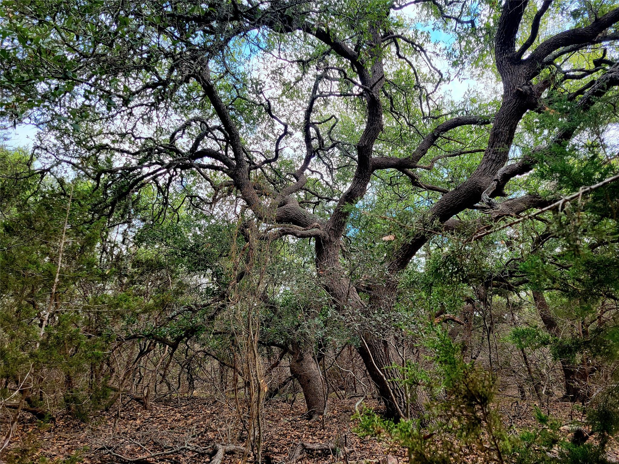 2066 Stallion Springs Dr, Fischer, TX 78623