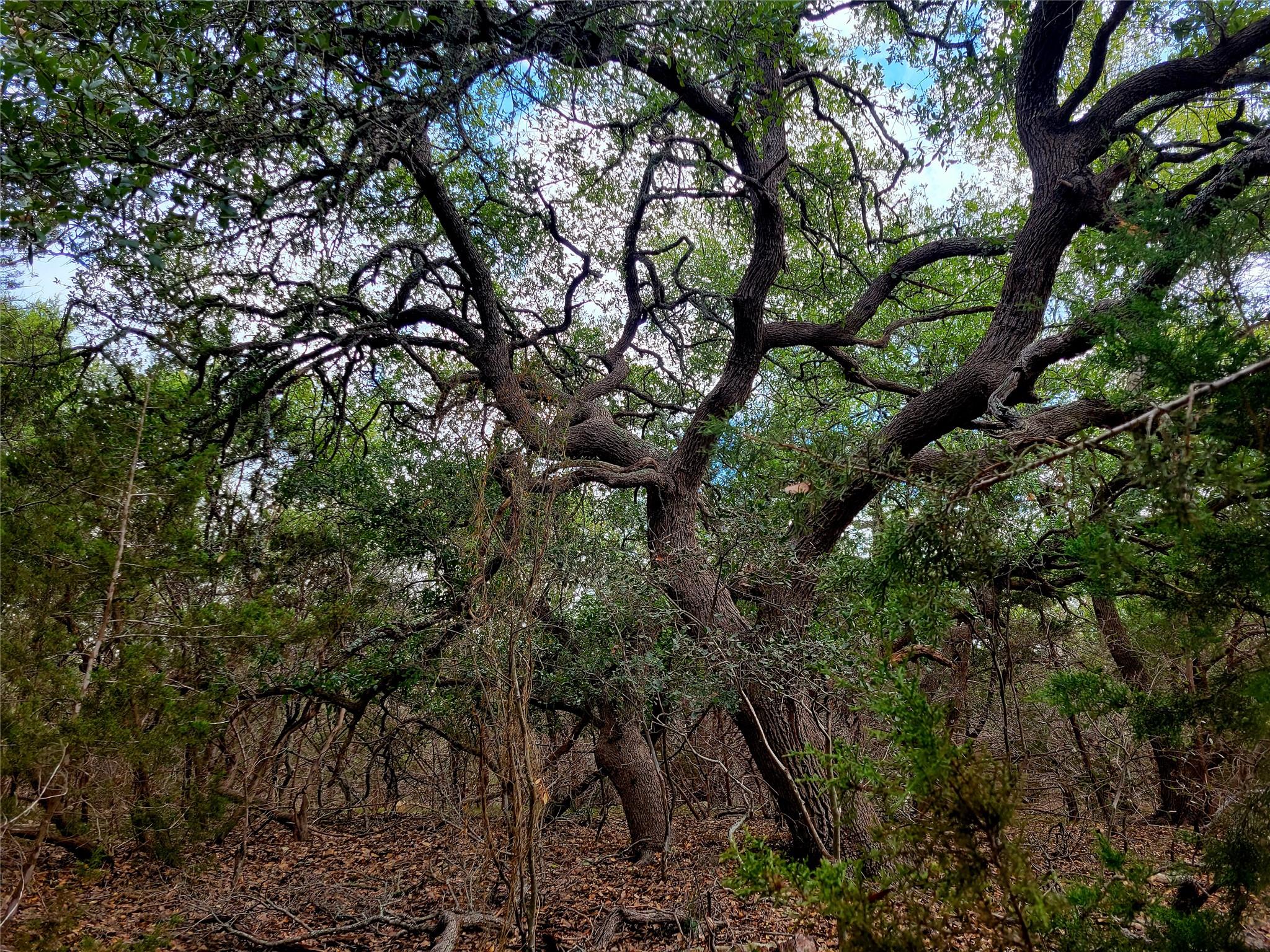 2066 Stallion Springs Dr, Fischer, TX 78623