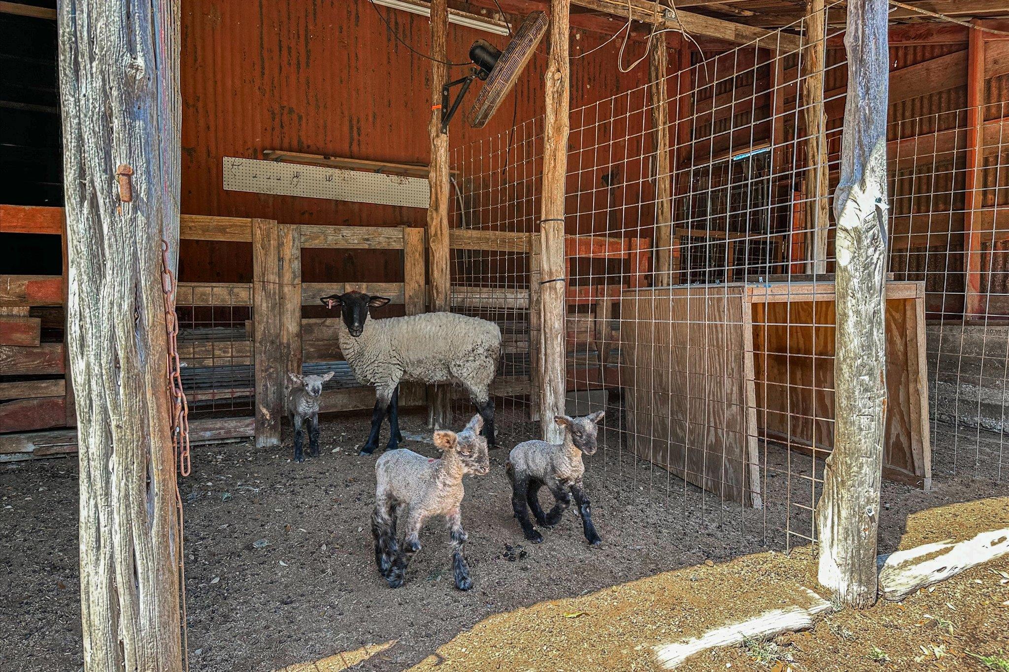 5421 PURGATORY Rd, San Marcos, TX 78666