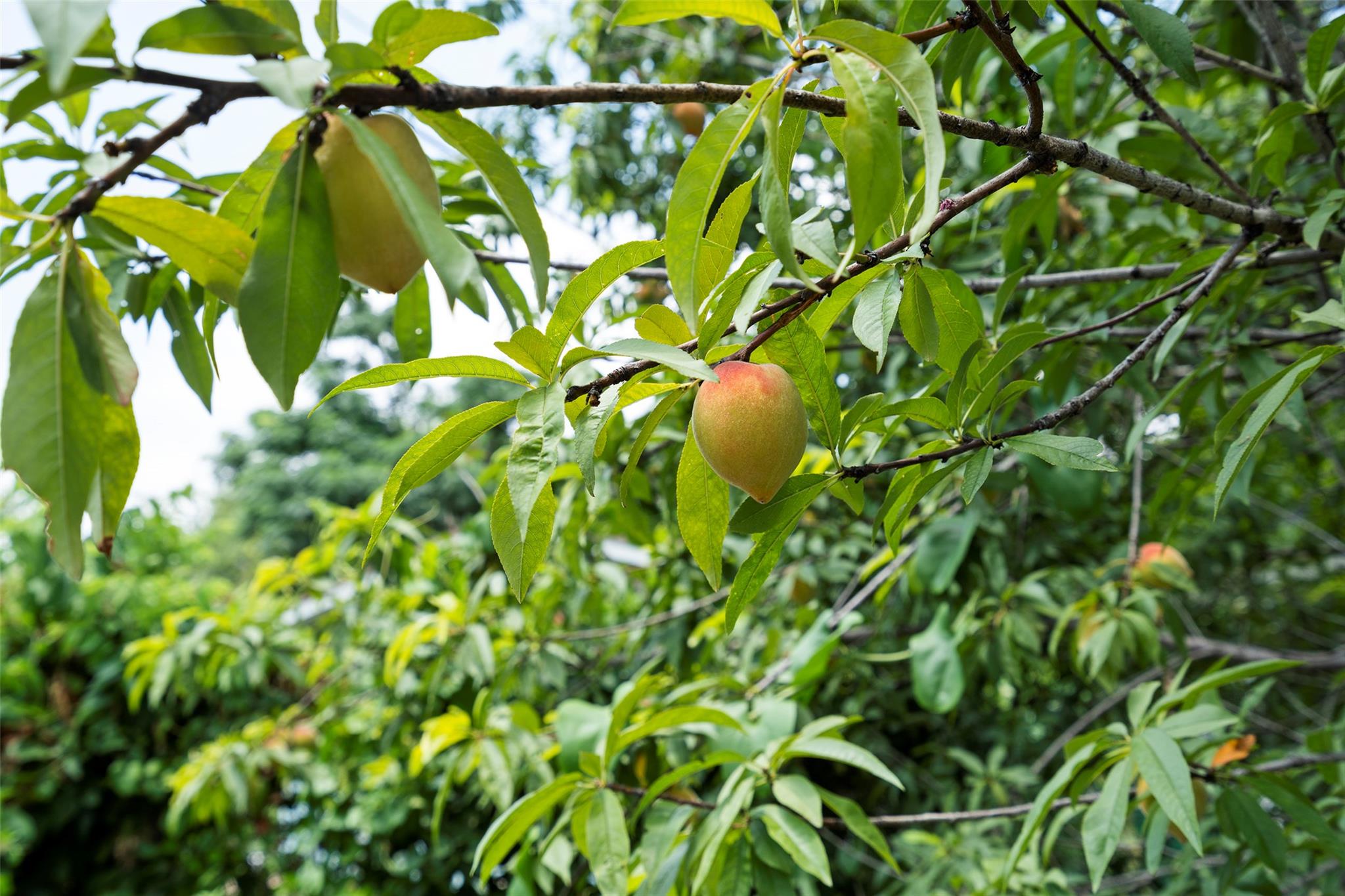 3002 Brinwood Ave, Austin, TX 78704