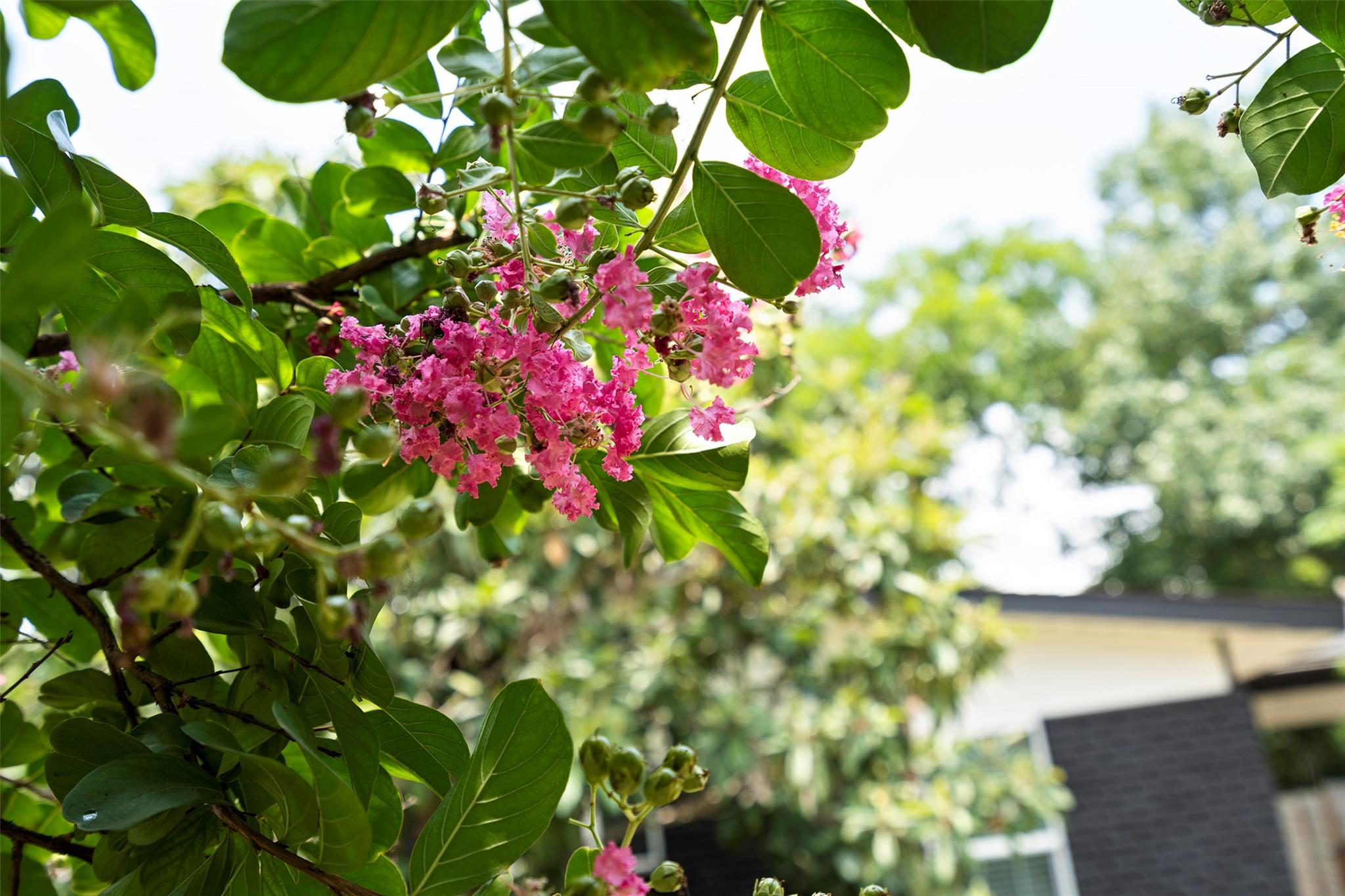 3002 Brinwood Ave, Austin, TX 78704