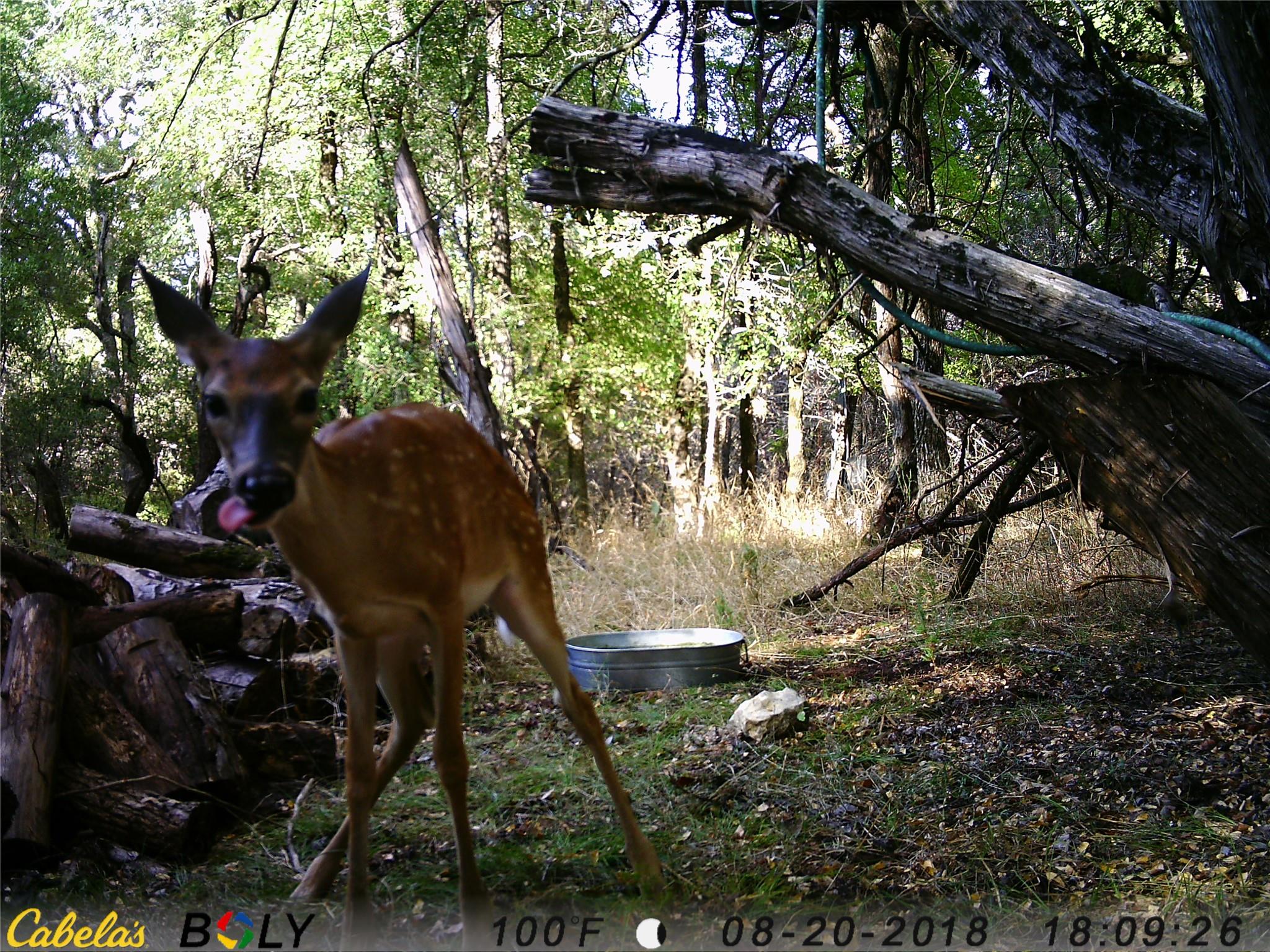 907 Deertrail Dr, San Marcos, TX 78666