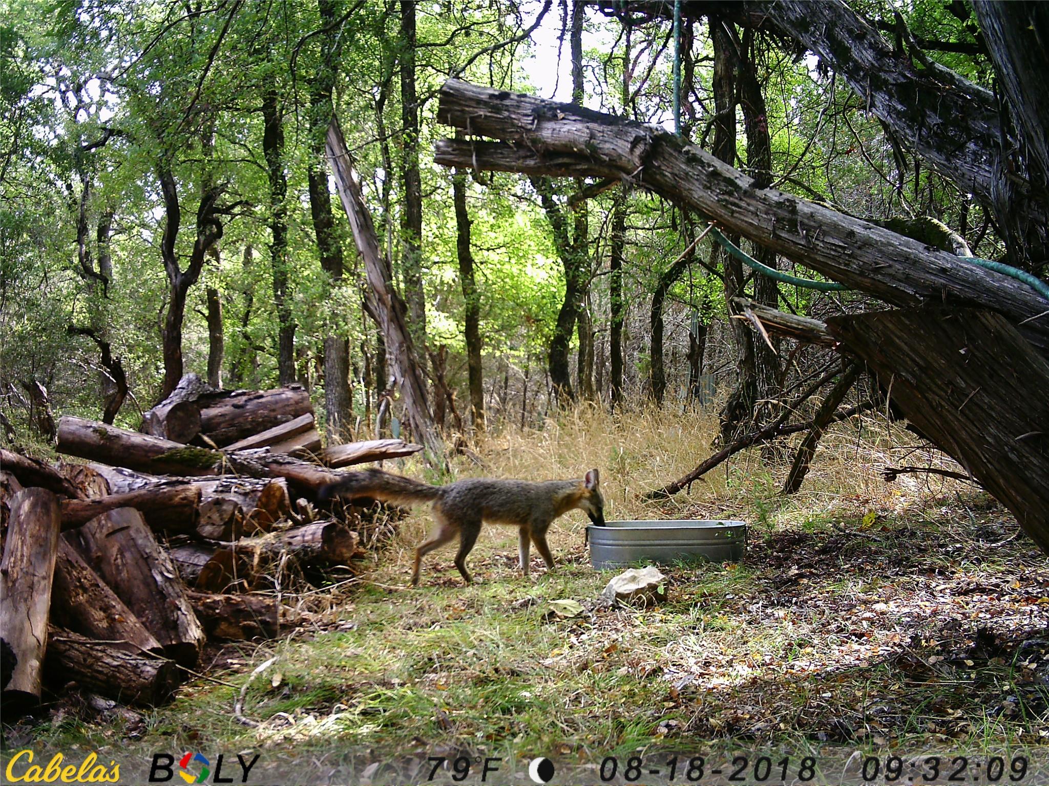 907 Deertrail Dr, San Marcos, TX 78666