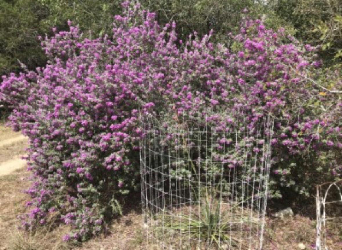 907 Deertrail Dr, San Marcos, TX 78666