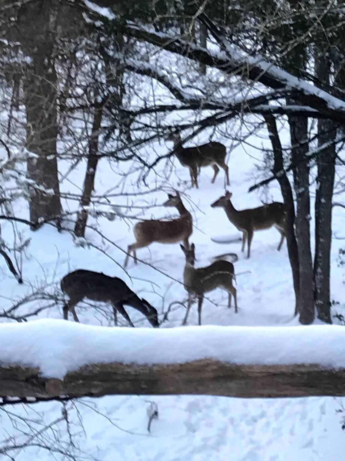 907 Deertrail Dr, San Marcos, TX 78666