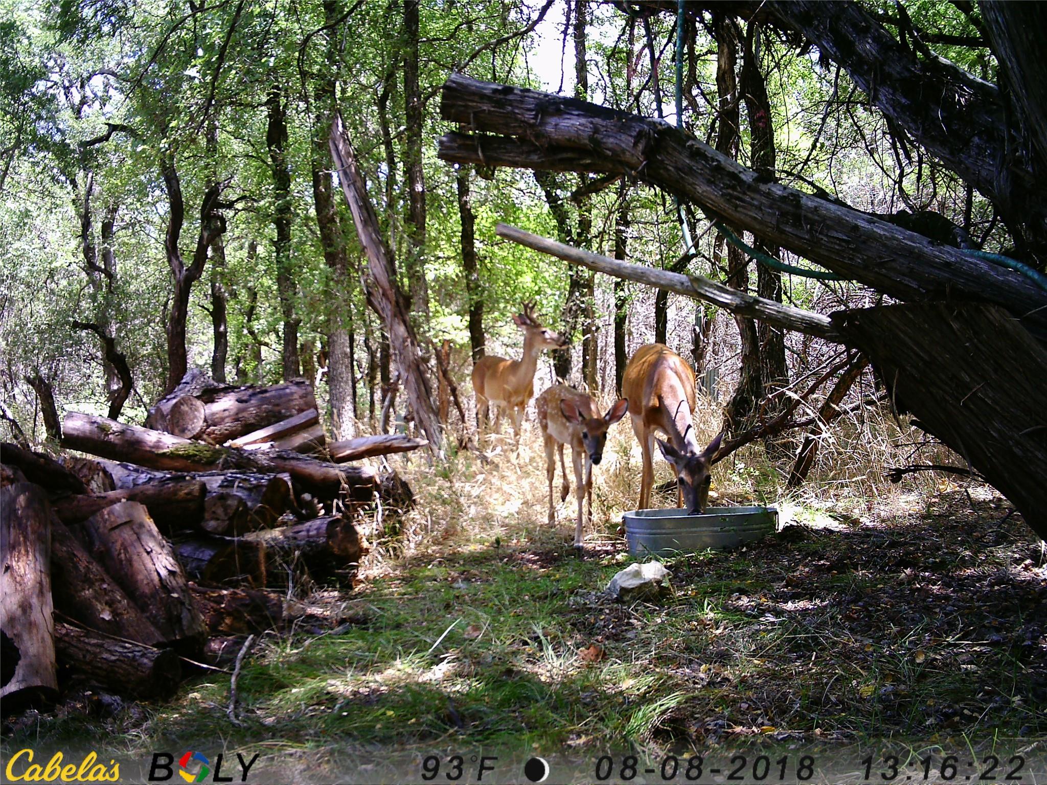 907 Deertrail Dr, San Marcos, TX 78666