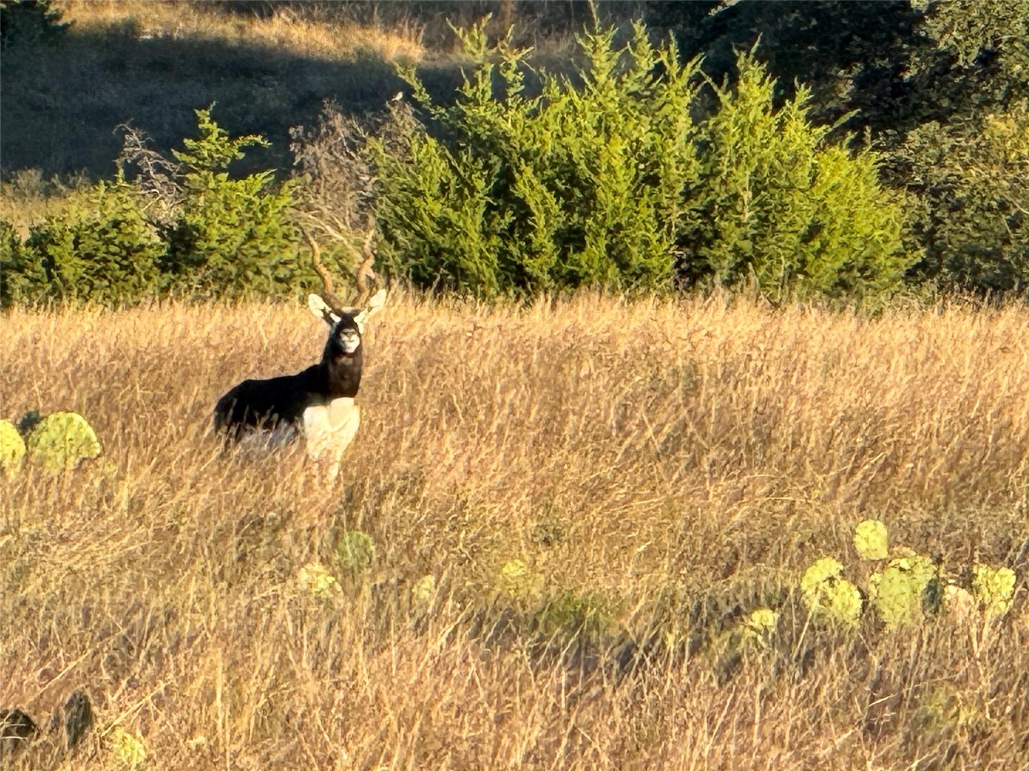 769 Three Creeks Dr, Bertram, TX 78605