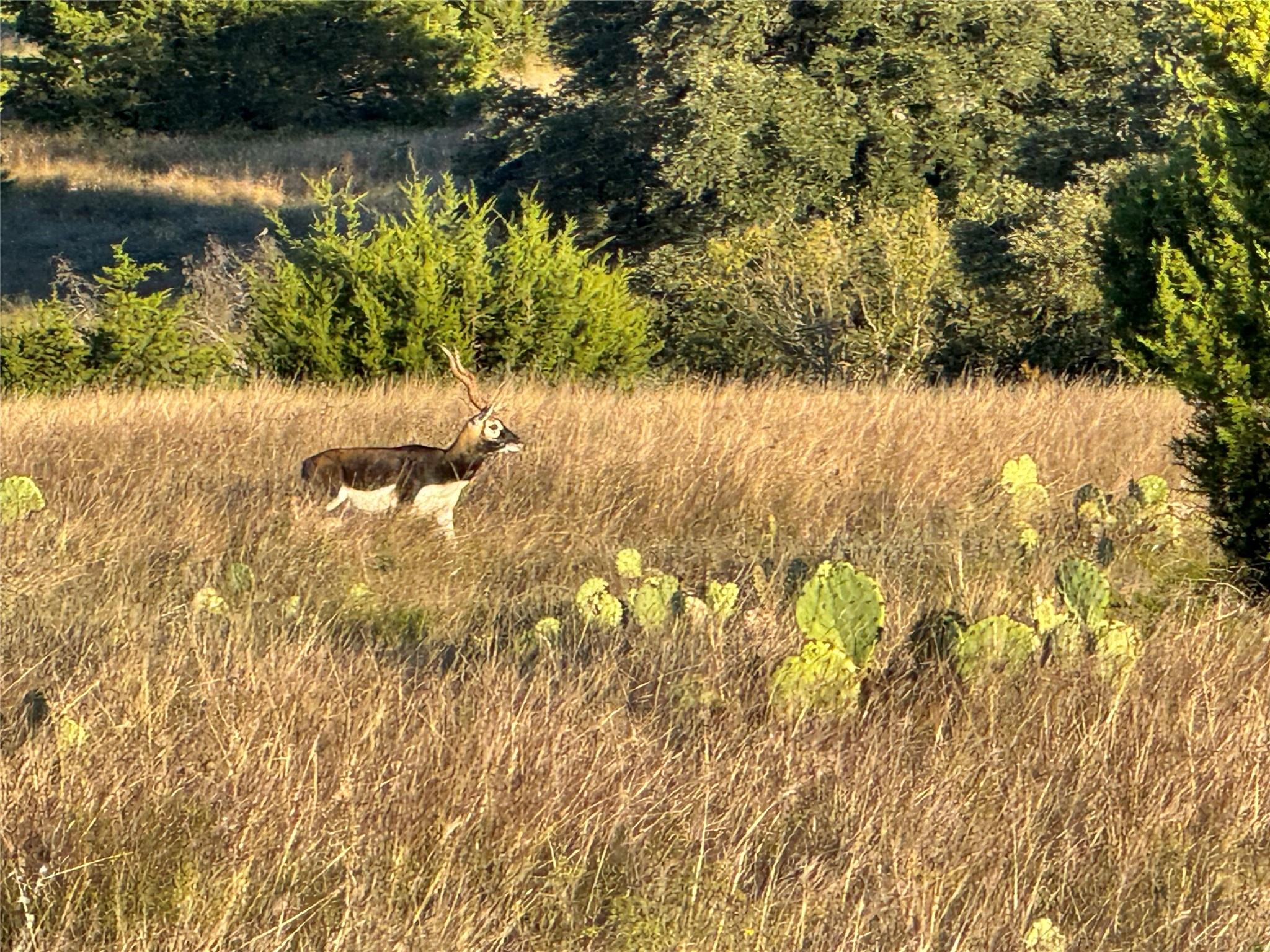 769 Three Creeks Dr, Bertram, TX 78605