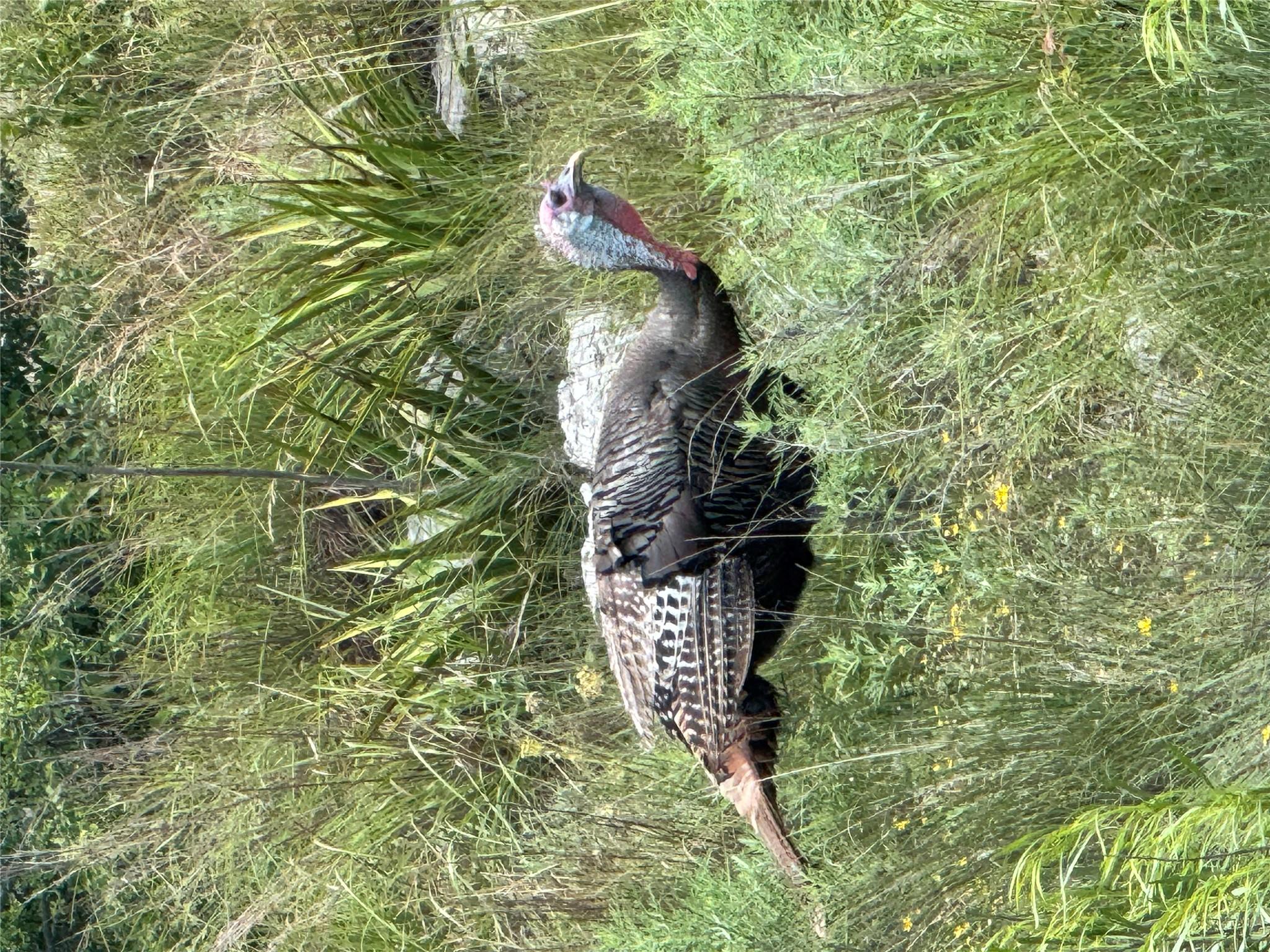 769 Three Creeks Dr, Bertram, TX 78605