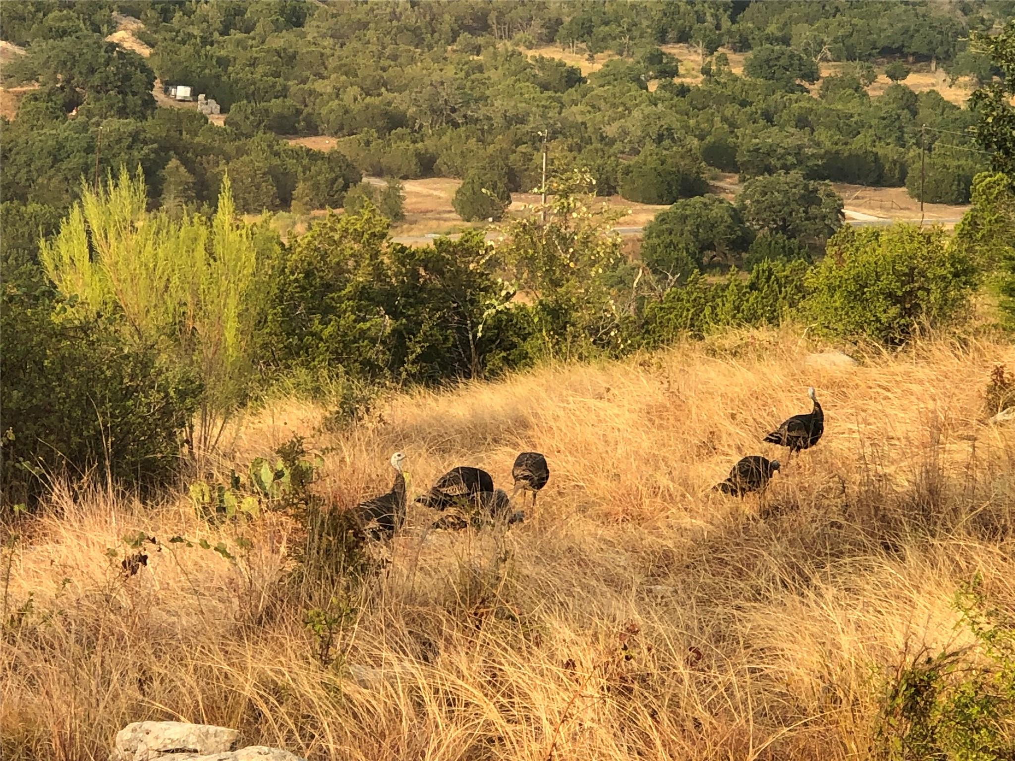 769 Three Creeks Dr, Bertram, TX 78605