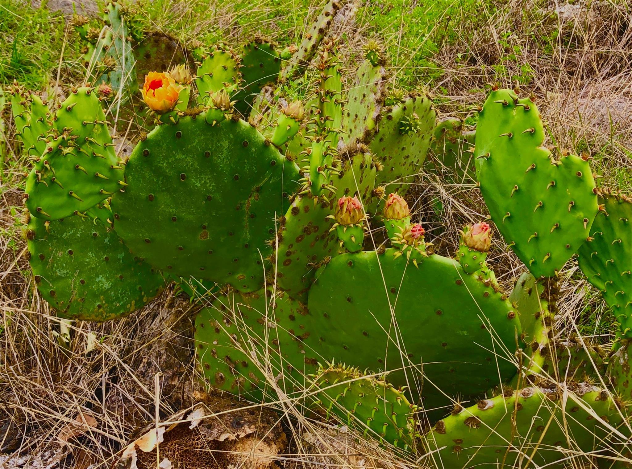 769 Three Creeks Dr, Bertram, TX 78605