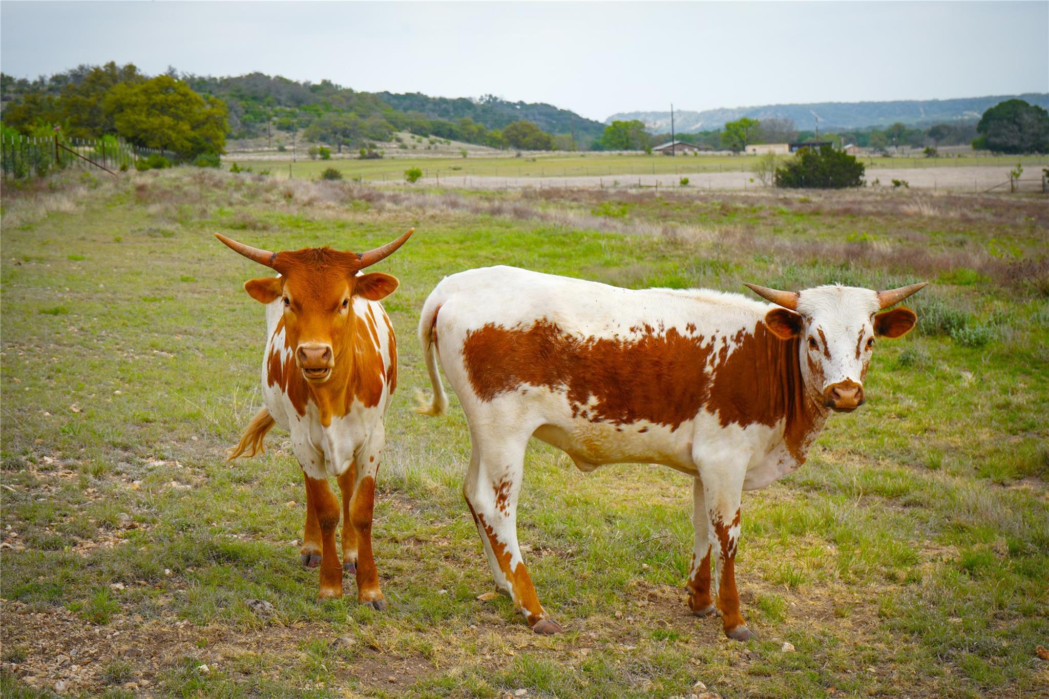 6980 Doss Spring Creek Rd, Fredericksburg, TX 78624