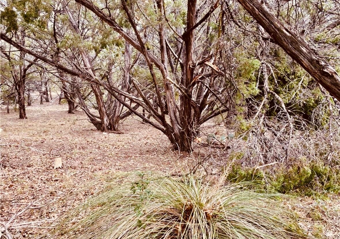 8300 Chestnut Cv, Leander, TX 78645