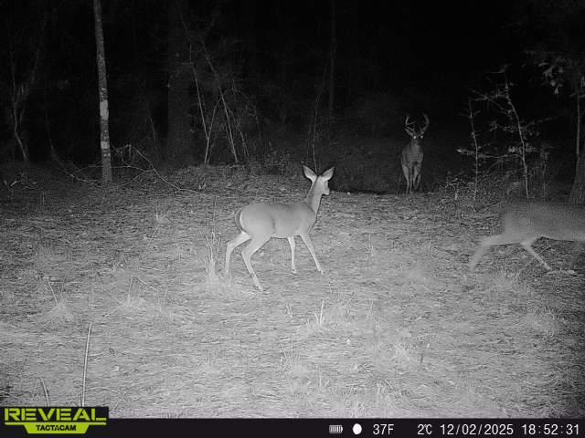 000 Dickey Loop, Huntsville, TX 77831