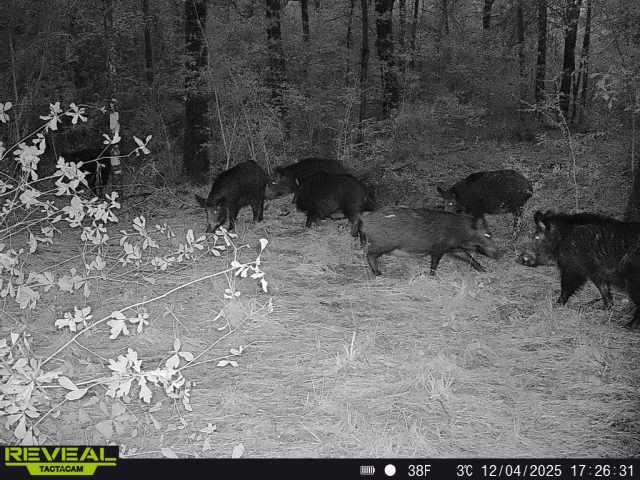 000 Dickey Loop, Huntsville, TX 77831