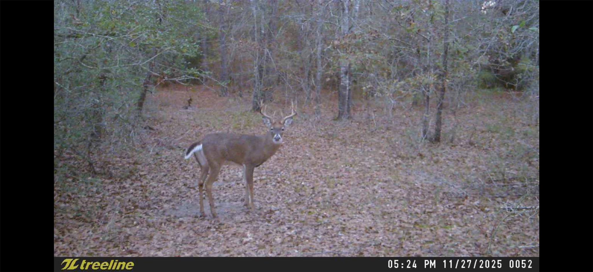 000 Dickey Loop, Huntsville, TX 77831