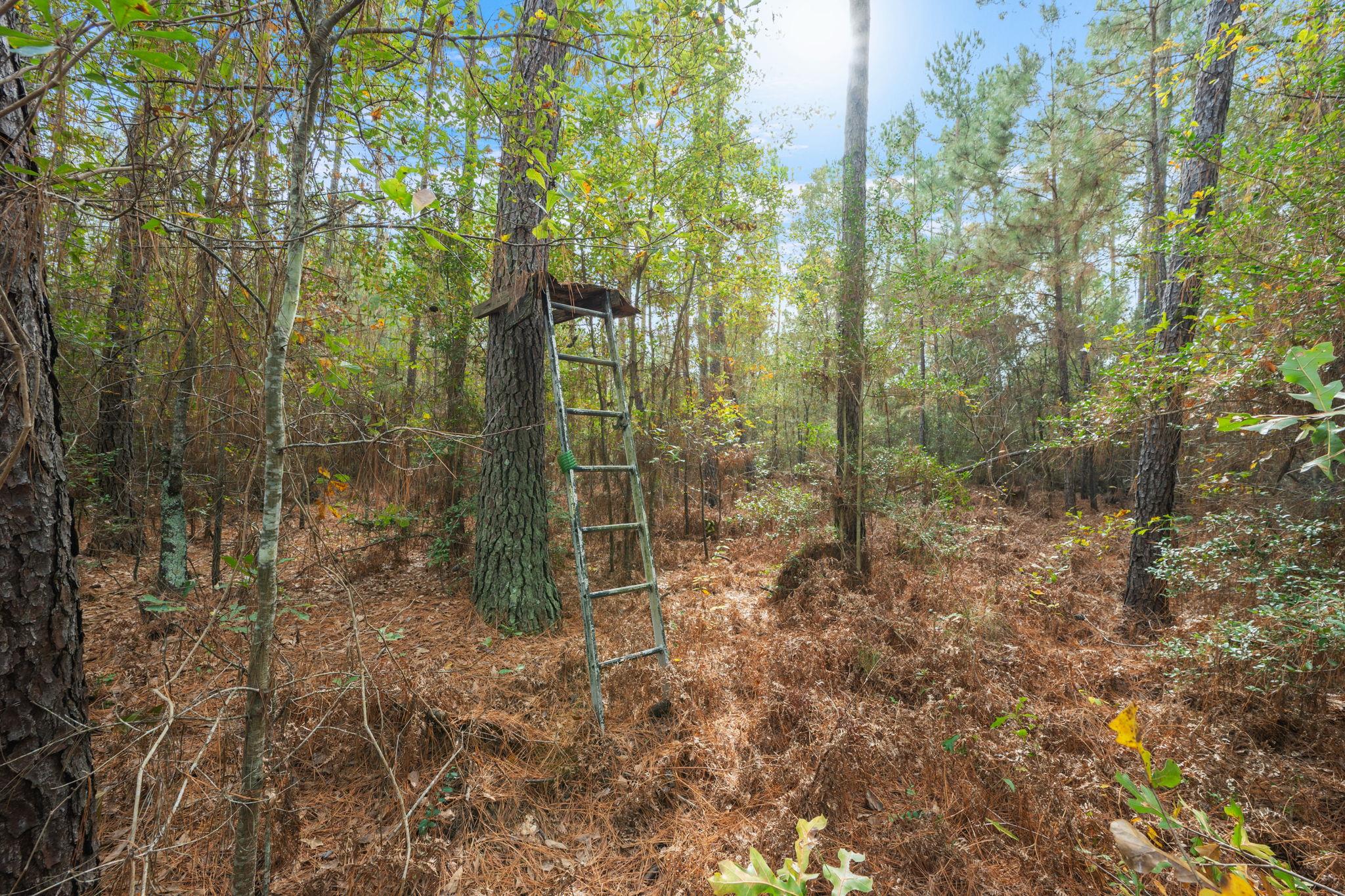 000 Dickey Loop, Huntsville, TX 77831