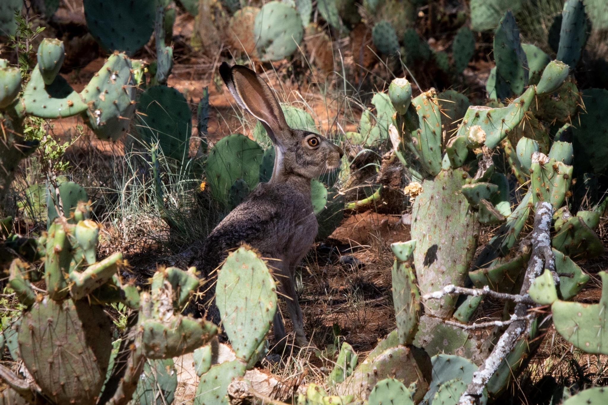 1895 Us Highway 87, Mason, TX 76856