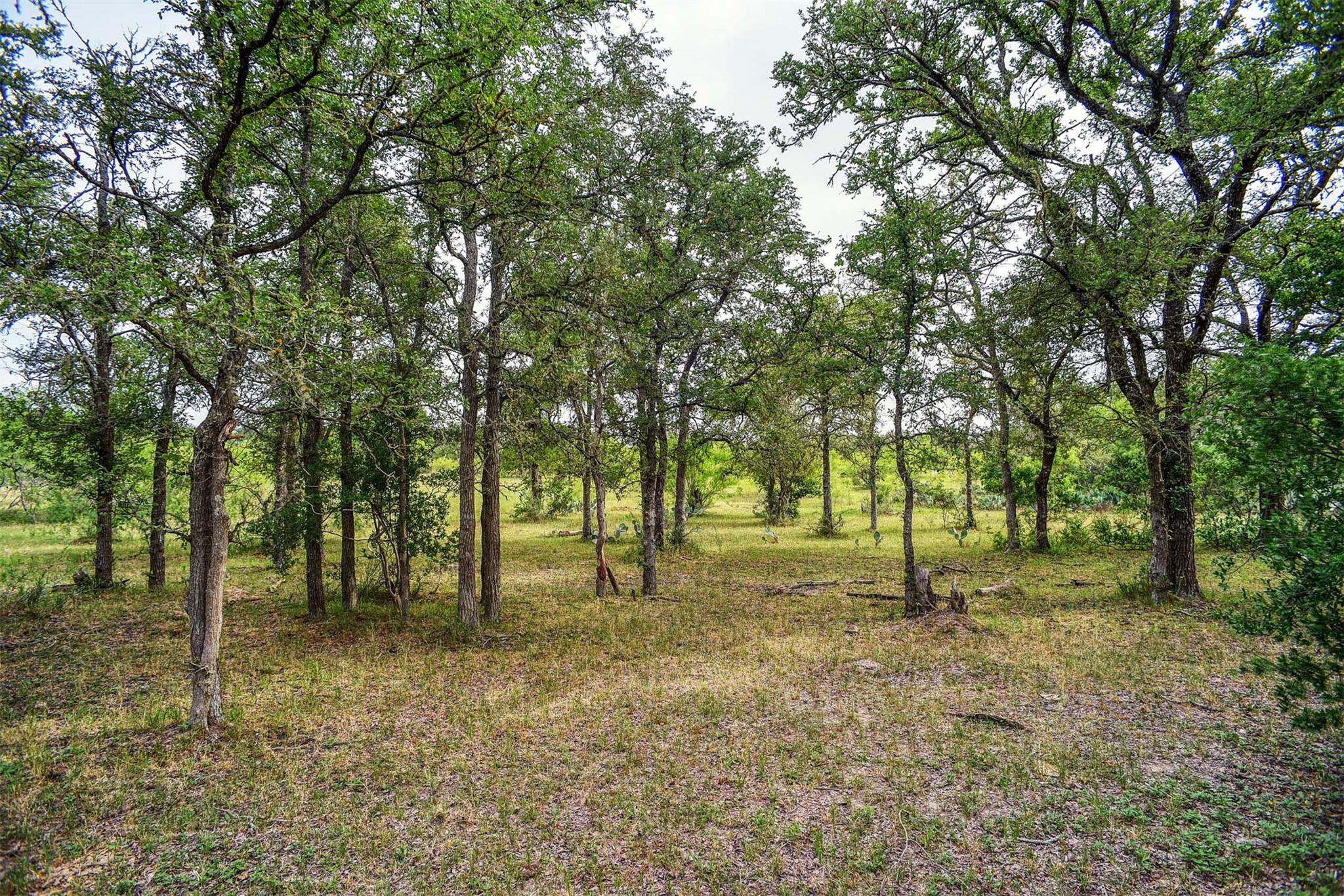 339 Elm Forest Loop, Cedar Creek, TX 78612
