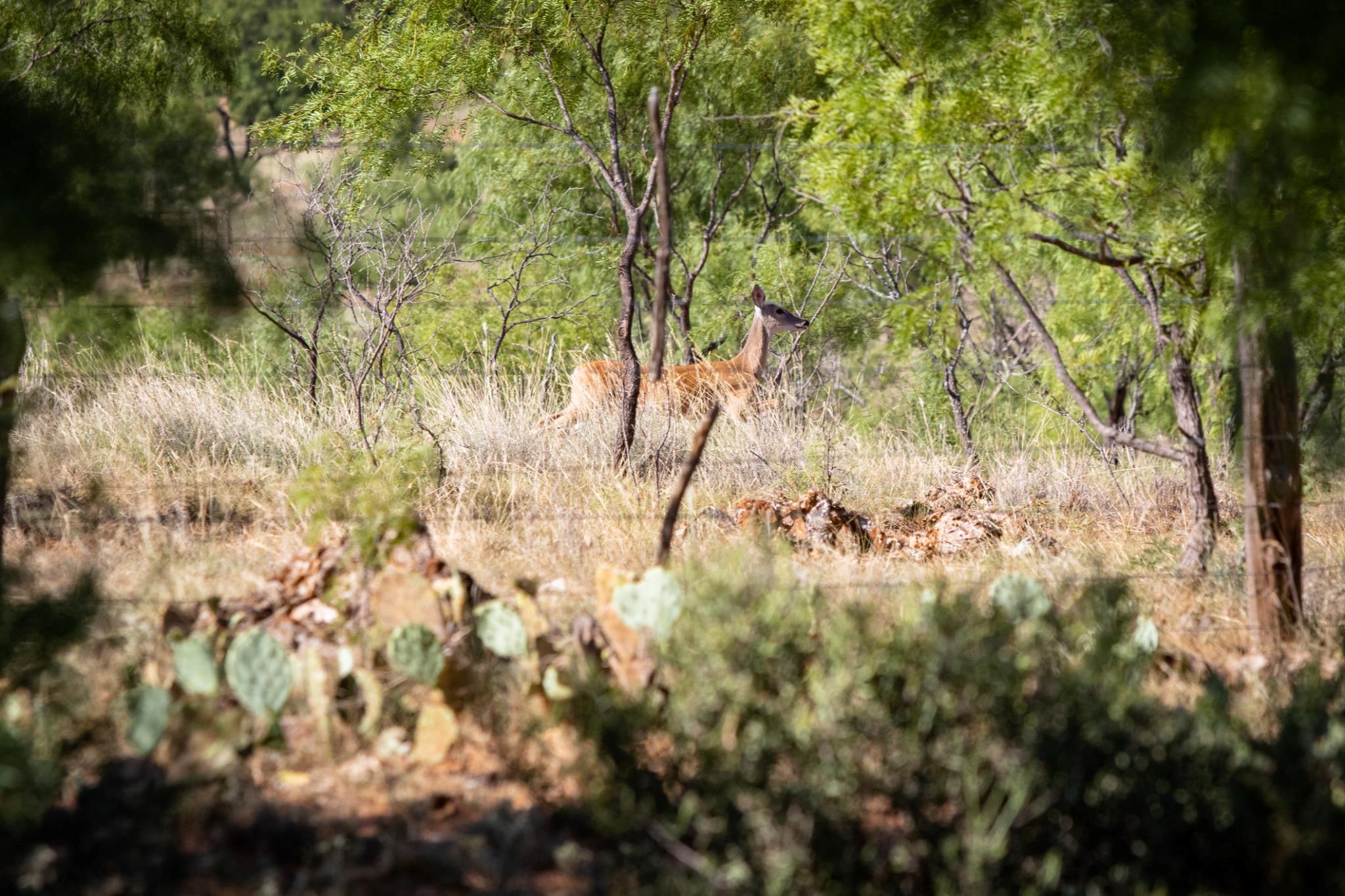 1895 Us Highway 87, Mason, TX 76856