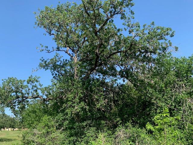 262 Colovista Pkwy, Bastrop, TX 78602