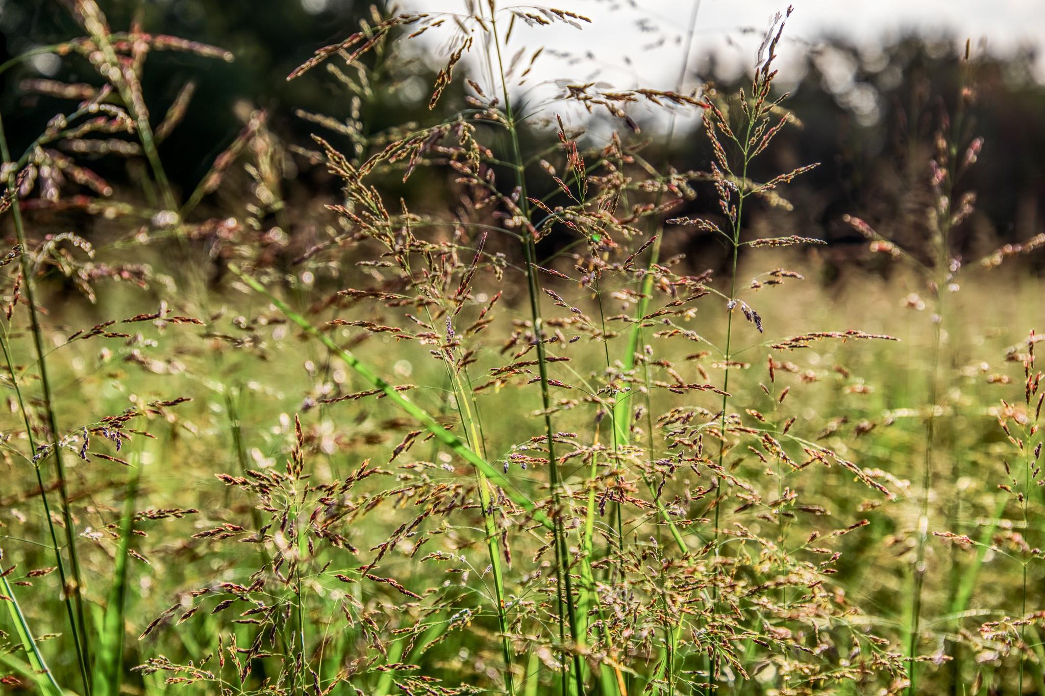 3096 Happy Swaner Ln, Axtell, TX 76624