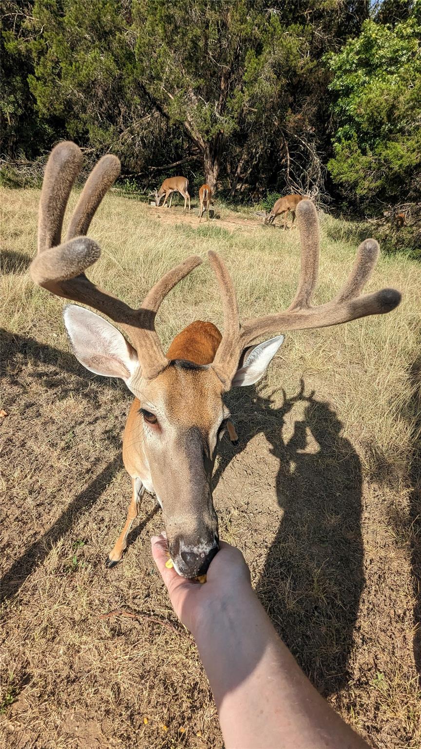 3011 Wadsworth Way, Austin, TX 78748