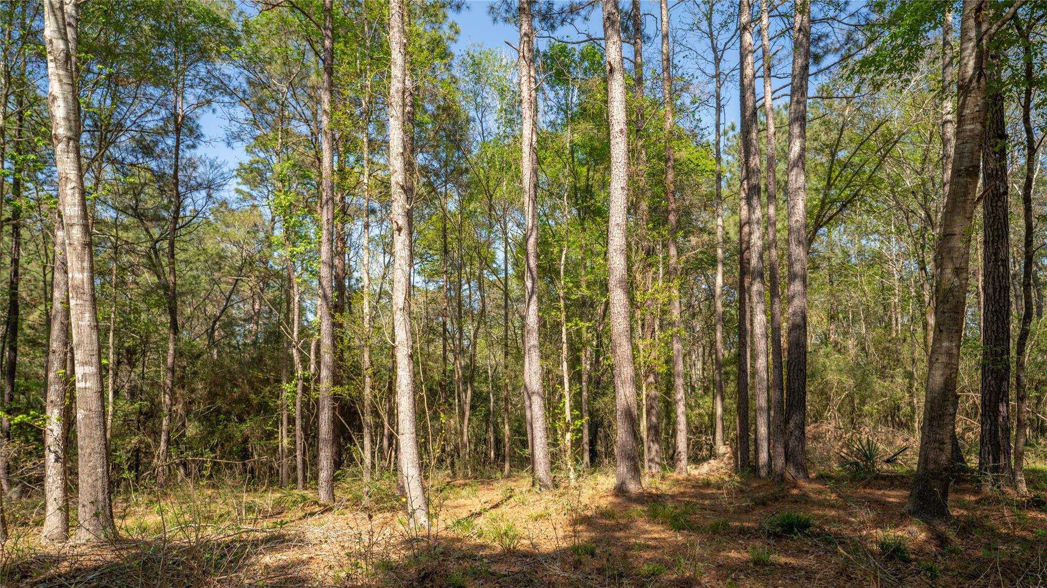 000 Bighorn Rd, Huntsville, TX 77340