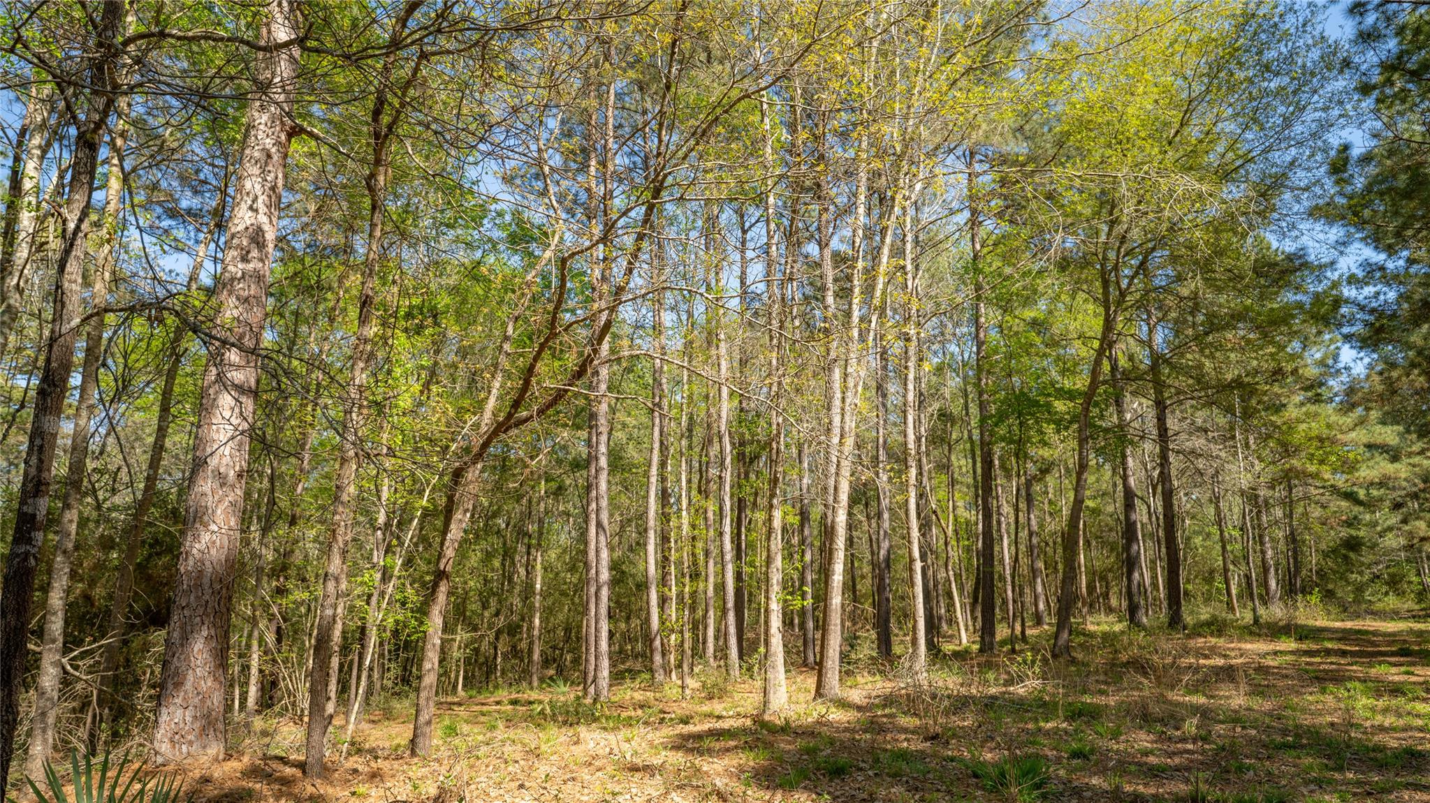 000 Bighorn Rd, Huntsville, TX 77340