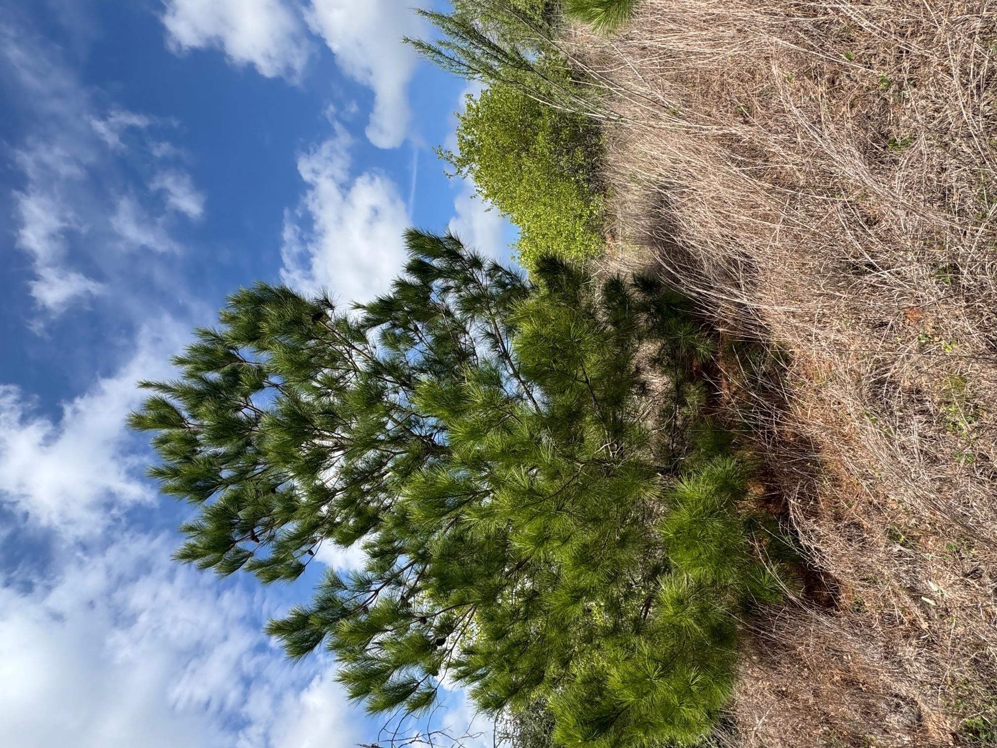 TBD Hudson Rd, Smithville, TX 78957