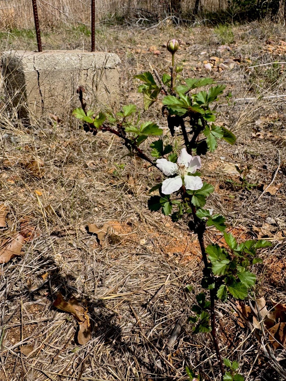 TBD Hudson Rd, Smithville, TX 78957