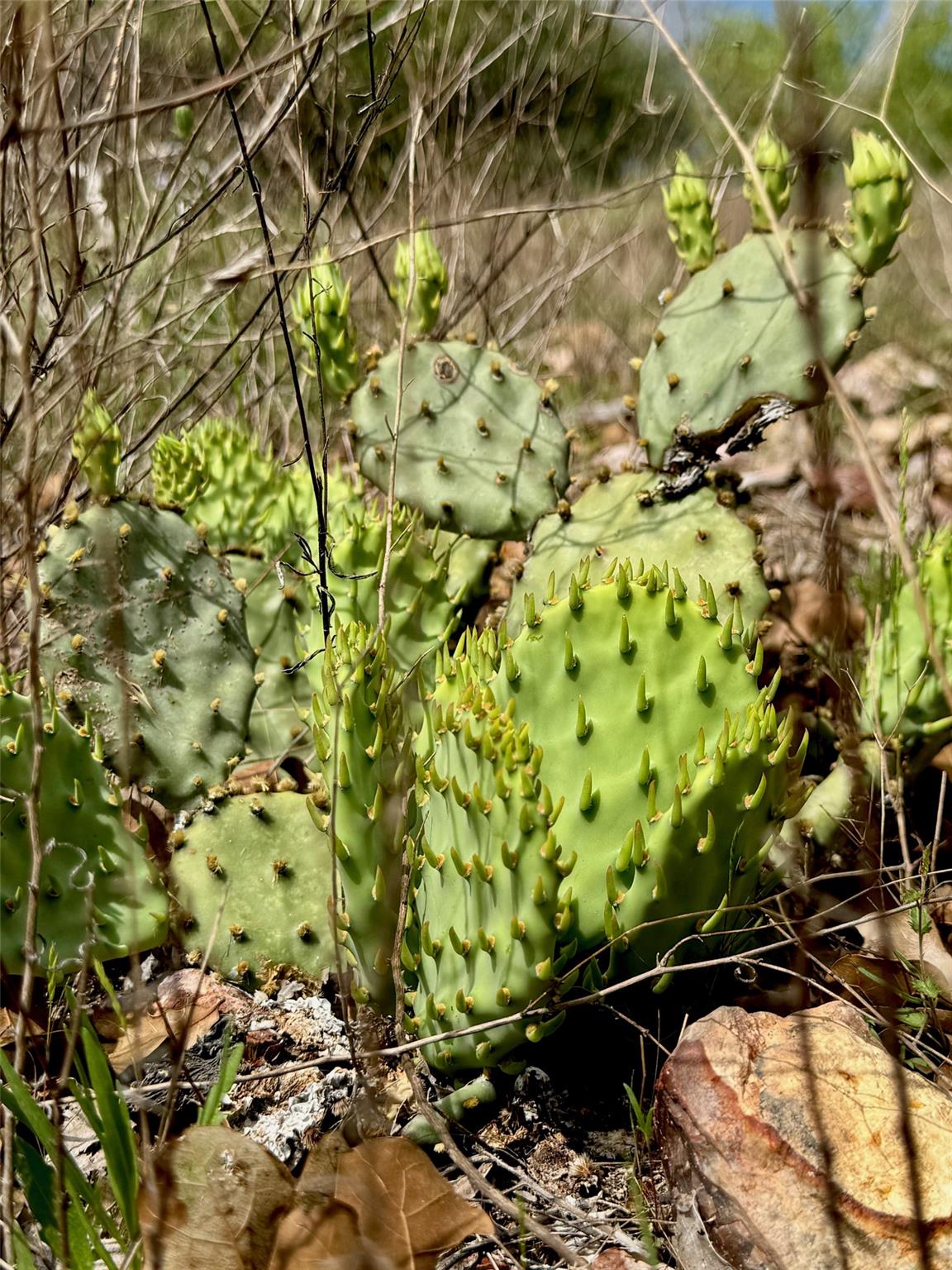 TBD Hudson Rd, Smithville, TX 78957