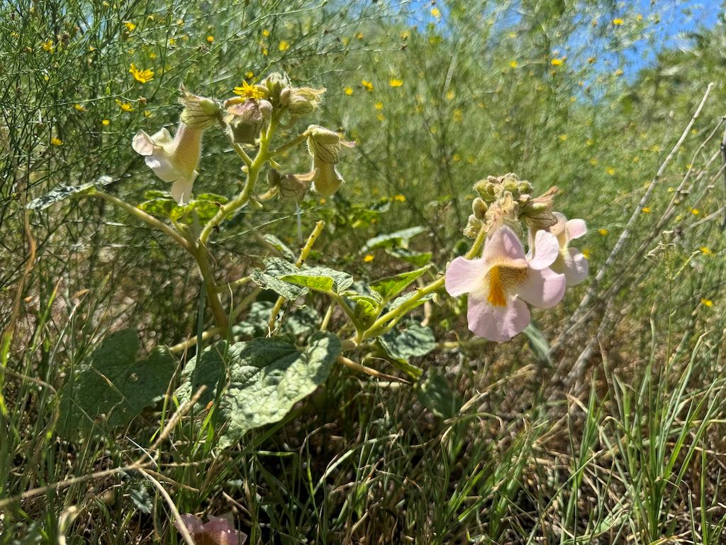 10.15 AC FM 2409 Rd, Temple, TX 76504