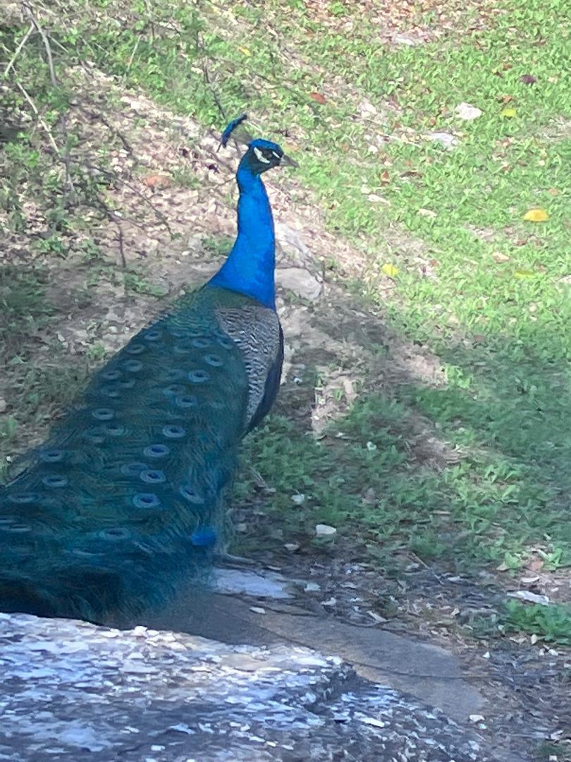 15306 Oklahoma St, Austin, TX 78734