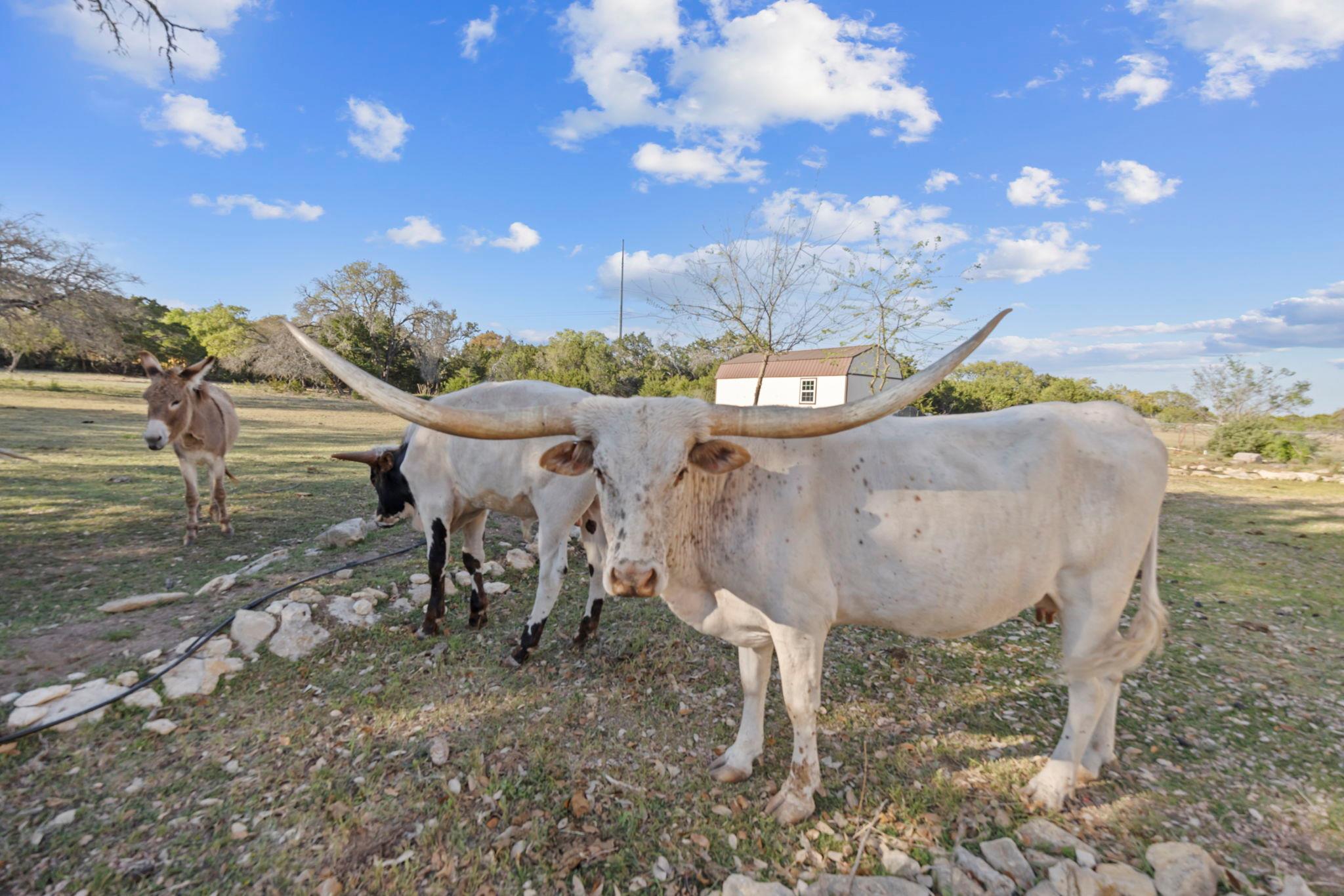 375 Branch Creek Trl, Liberty Hill, TX 78642