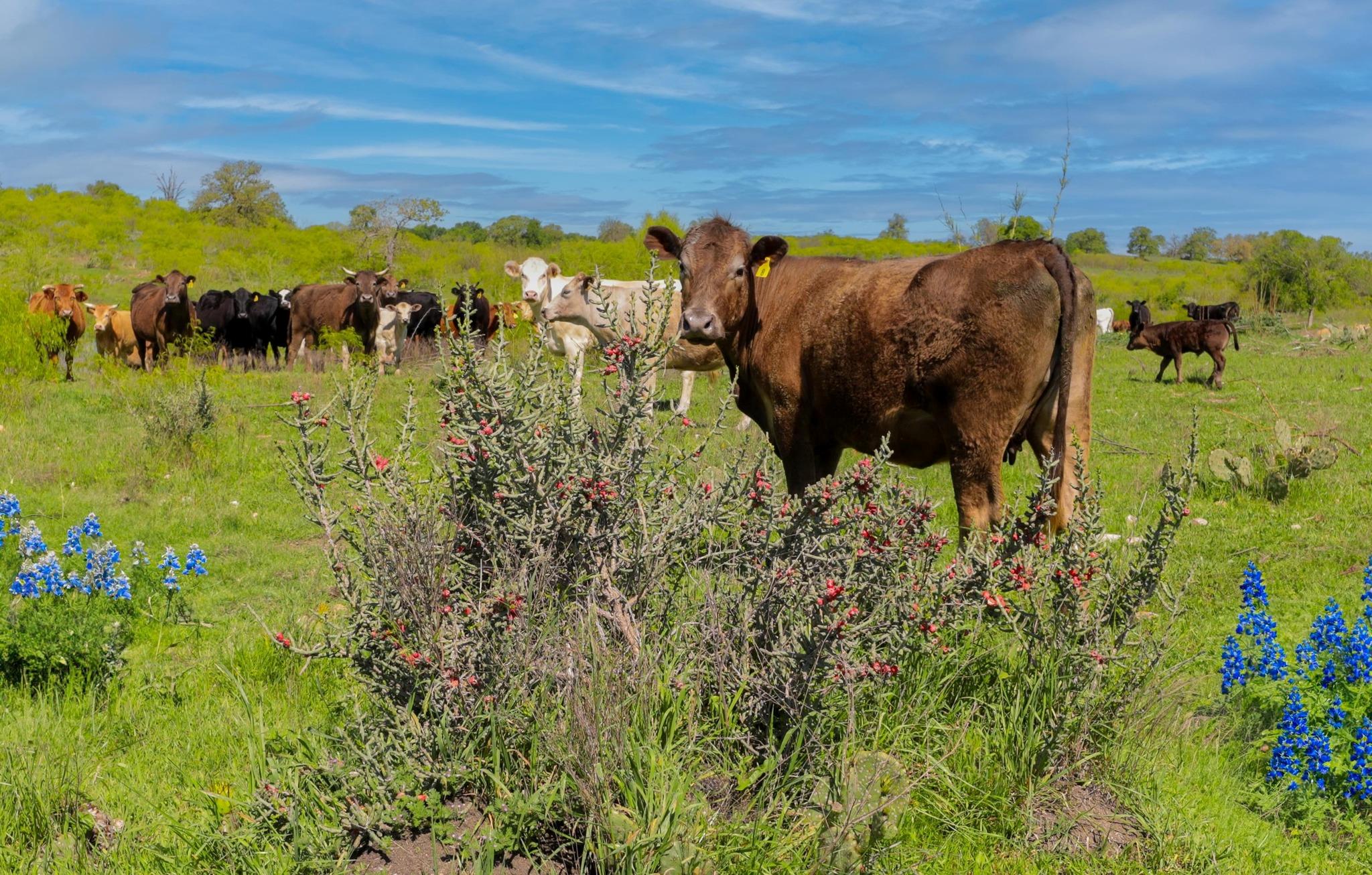 16400 Fetching Ave, Manor, TX 78653