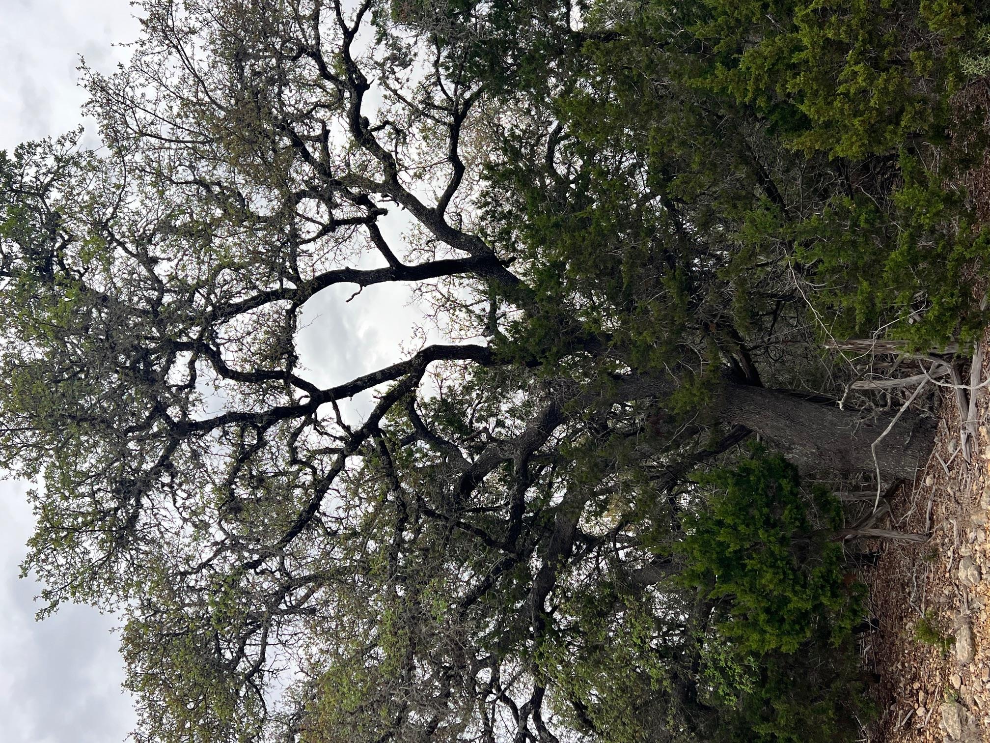 1022 Broken Spoke, Canyon Lake, TX 78133