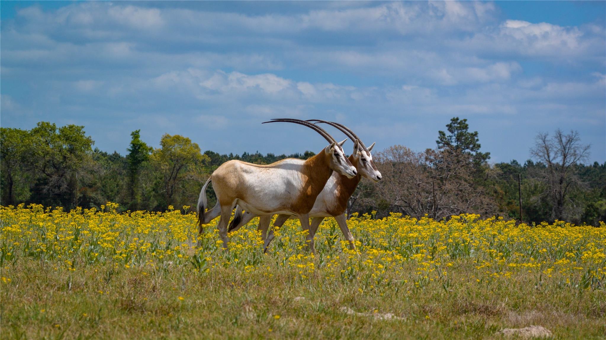 3860 Fm 2259, Nacogdoches, TX 75961