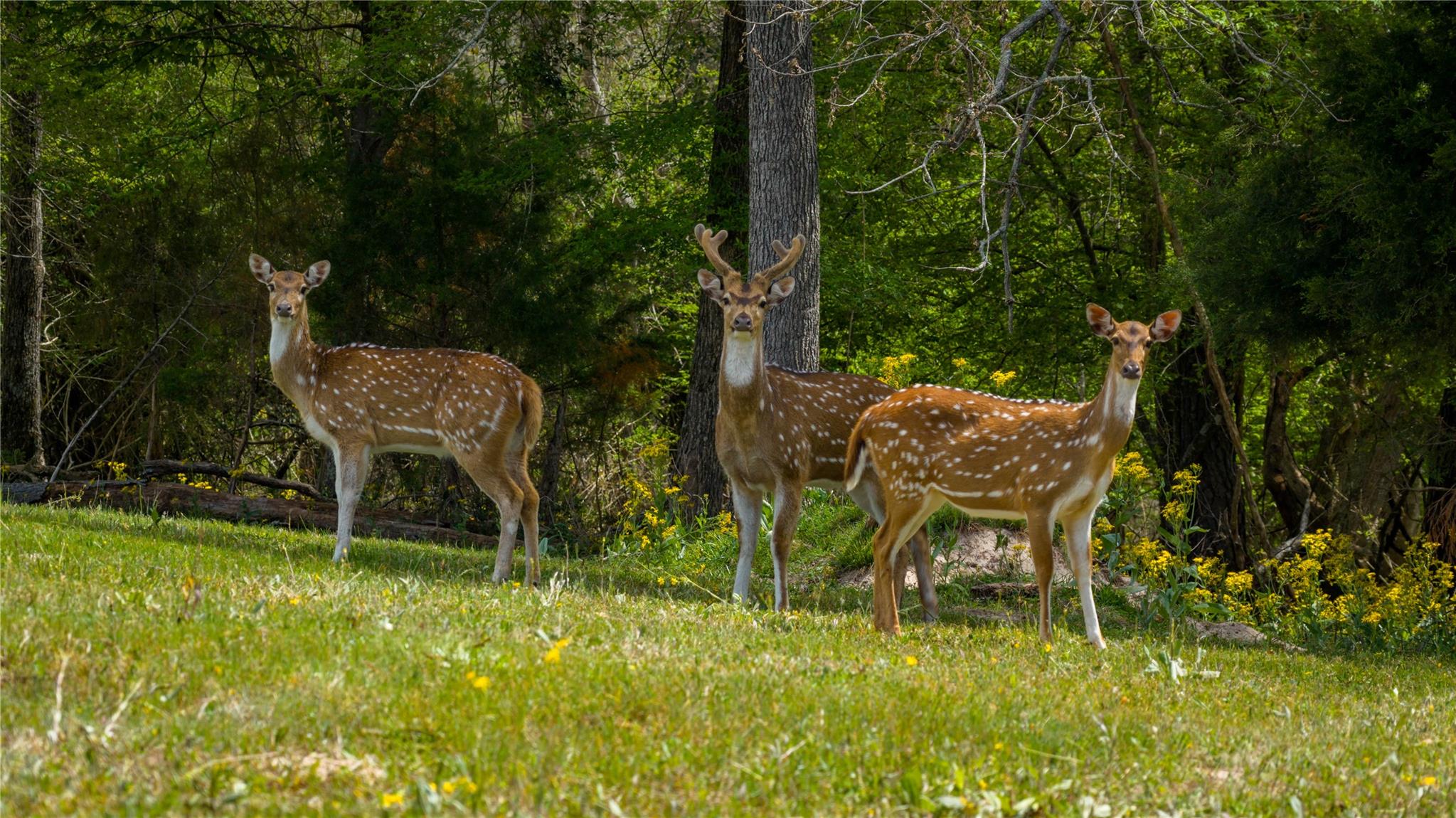 3860 Fm 2259, Nacogdoches, TX 75961