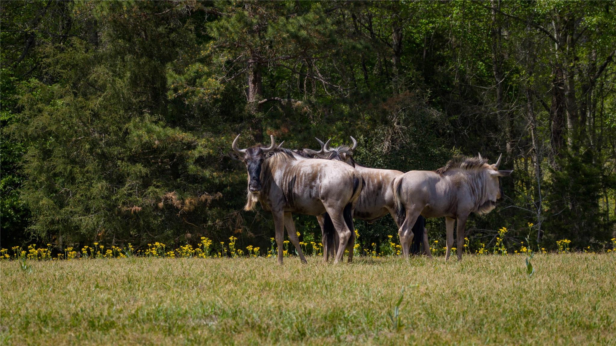 3860 Fm 2259, Nacogdoches, TX 75961