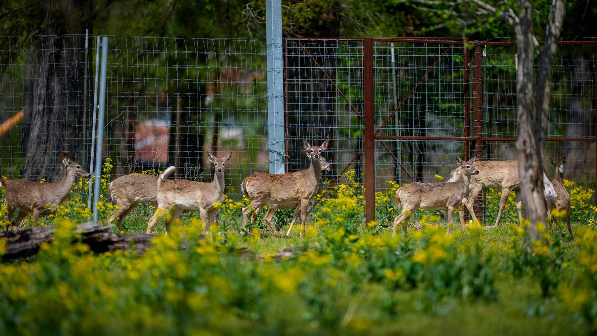 3860 Fm 2259, Nacogdoches, TX 75961