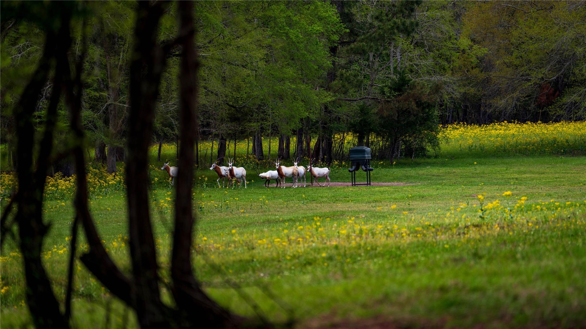 3860 Fm 2259, Nacogdoches, TX 75961