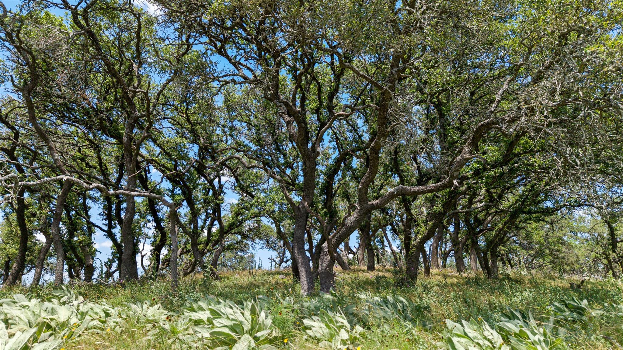 TBD Kendalia Rd, Blanco, TX 78606