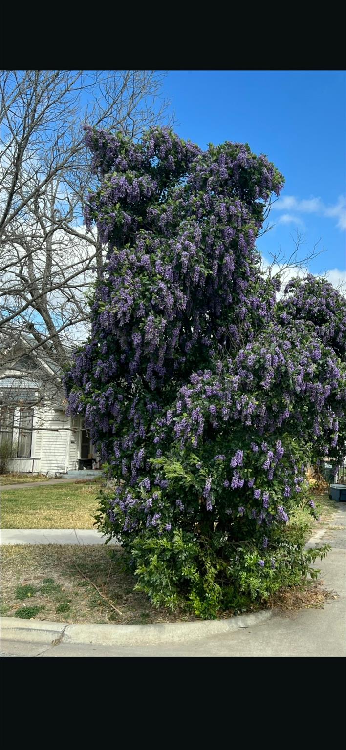 505 E 8th St, Georgetown, TX 78626