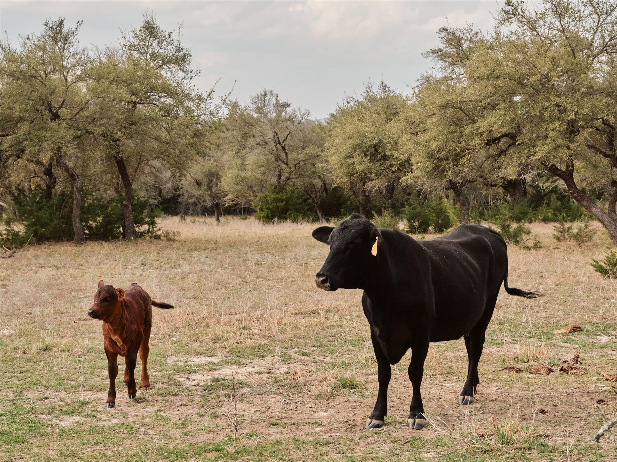 600 County Road 257, Liberty Hill, TX 78642