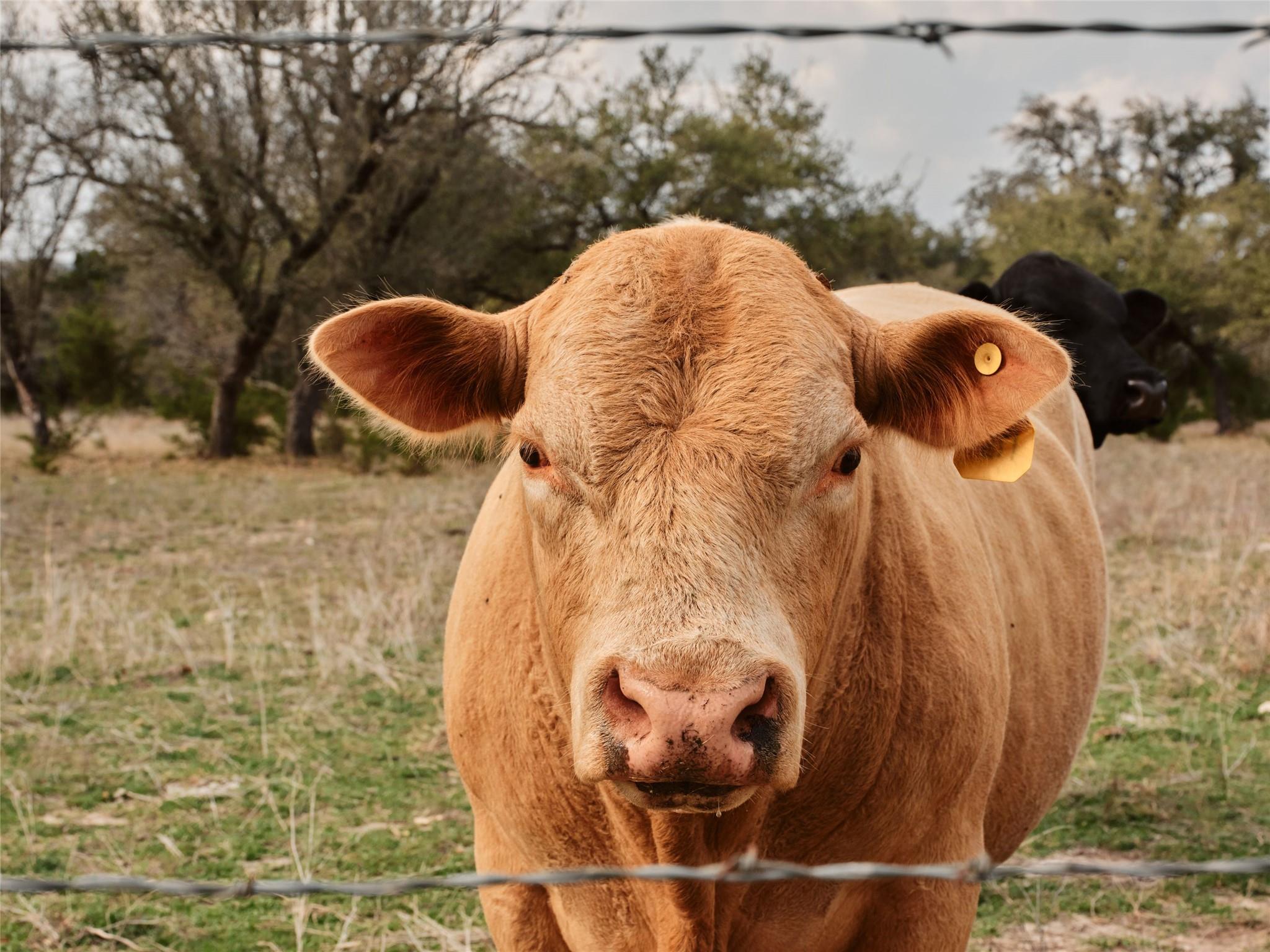 600 County Road 257, Liberty Hill, TX 78642