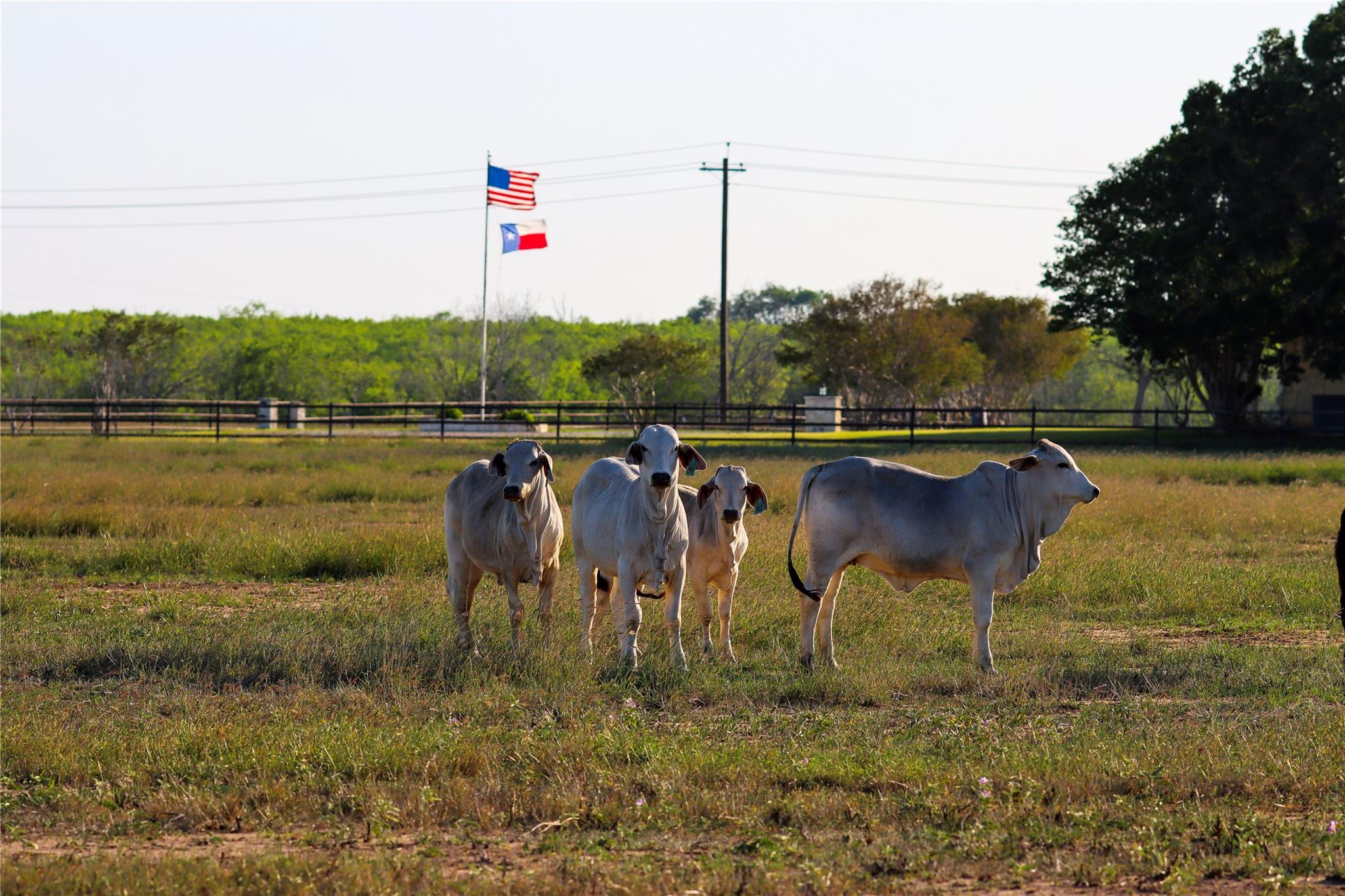Tract 2 11.95 AC - 1460 E State Highway 87, Nixon, TX 78140