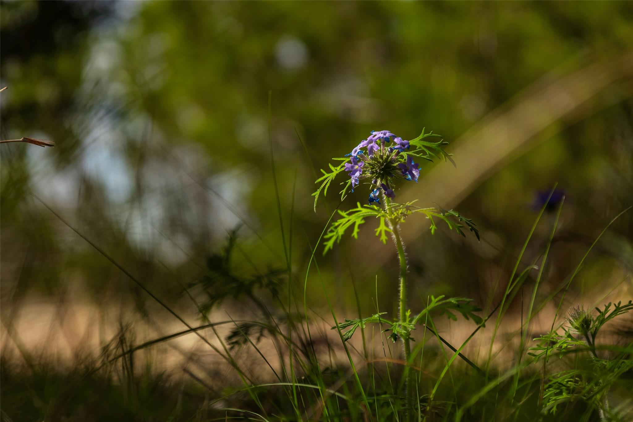 TBD Saddle Ridge Dr, Bertram, TX 78605