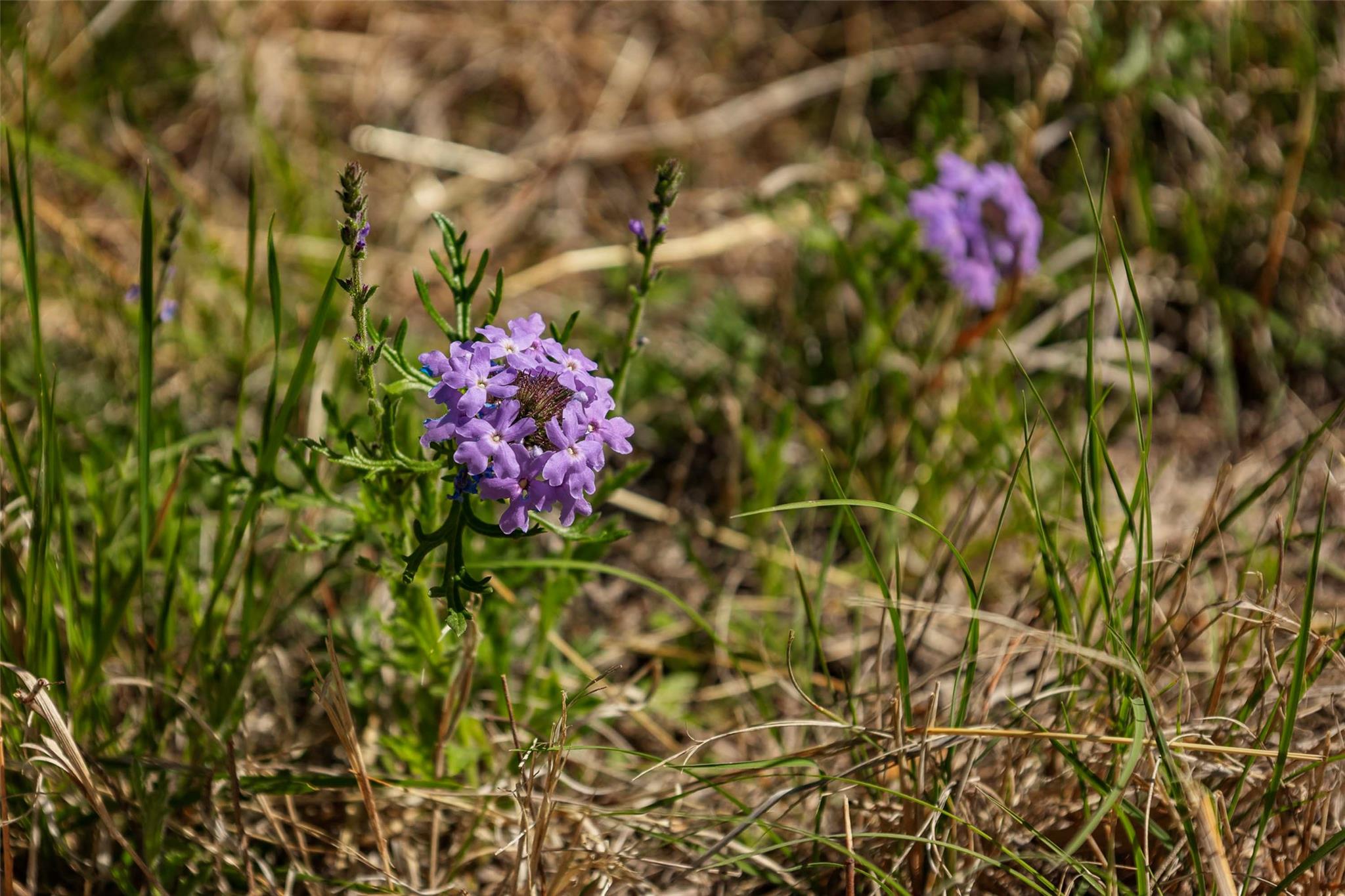 TBD Saddle Ridge Dr, Bertram, TX 78605