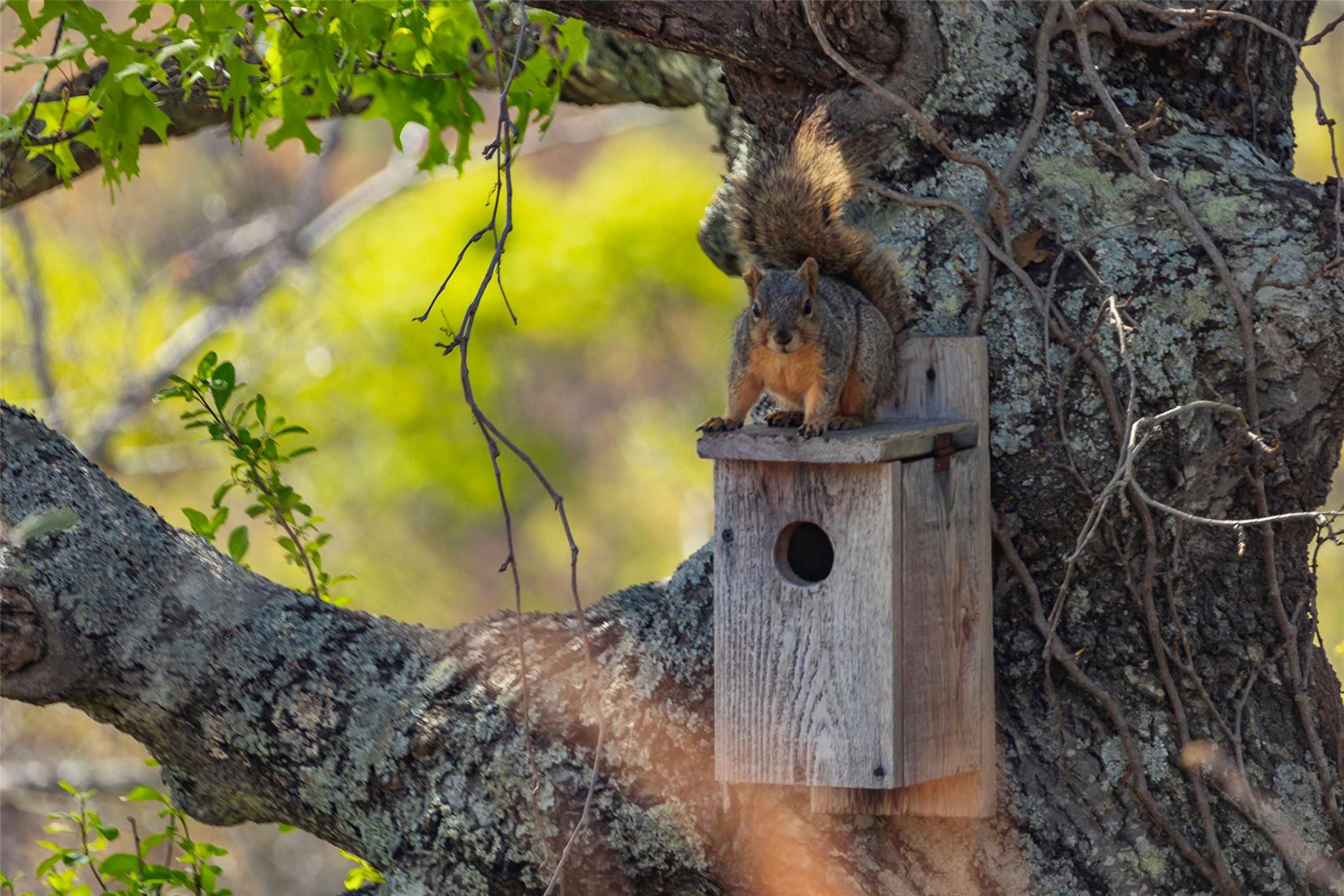 TBD Saddle Ridge Dr, Bertram, TX 78605